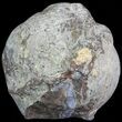 Dugway Geode (Polished Half) #67492-1
